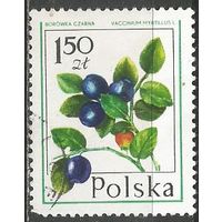 Польша. Лесные ягоды. Черника. 1977г. Mi#2490.