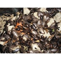 Мраморные тараканы Nauphoeta cinerea