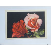 Открытка розы цветы  1957 10х15 см
