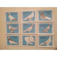 Спичечные этикетки ф.Байкал. Породы голубей. 1965 год