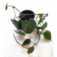 Филодендрон Сканденс (Philodendron Scandens)