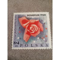 Польша 1968. Цветы. Rosa polyanthahybr