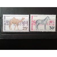 Чад 1972 Верблюд и лошадь** Михель-3,9 евро