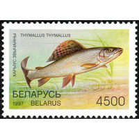 Редкие виды рыб водоемов Хариус Беларусь 1997 год 1 марка