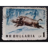 Болгария 1958 кабан