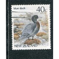 Новая Зеландия. Фауна. Синяя утка