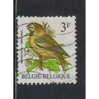 Бельгия Кор 1985 Птицы Дубонос обыкновенный Стандарт #2241