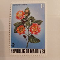 Мальдивы. Флора. Lantara camara