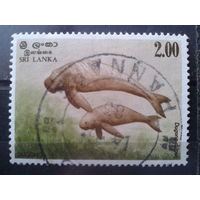 Шри-Ланка 1983 Морская фауна