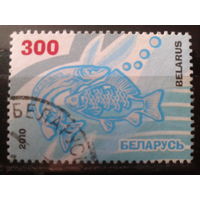 2010 Рыбы, марка из блока