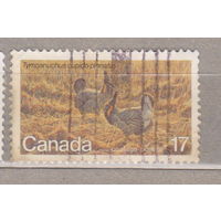 Птицы Фауна  Канада 1980 год лот 1072