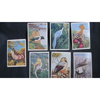 7 открыток "Птицы" (худ. В.Егоров)