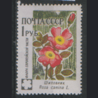 Заг. 2416. 1960. Шиповник 1р. ЧиСт.