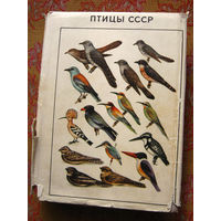 Птицы СССР