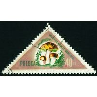 Грибы Польша 1959 год 1 марка