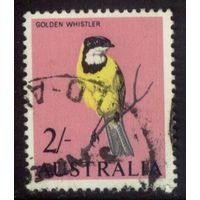 Австралия 1965 Mi# 342 Австралийский золотой свистун. Гашеная (AU07)