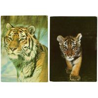 Открытки "Тигры" - 1987 год - 2 штуки