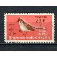 Бирма (Мьянма) - 1964 - Птицы 20Р - (есть тонкое место) - [Mi.183] - 1 марка. Гашеная.  (LOT X8)