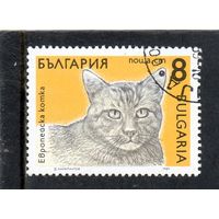Болгария.Ми-3810.Европейский домашний кот (Felis silvestris catus). Серия: Кошки. 1989.