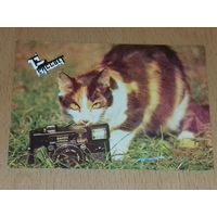 Календарик 1990 Кошки. Коты. Фотоаппарат "Эликон"