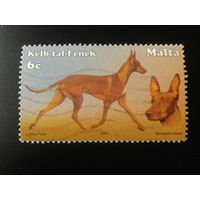 Мальта 2001 собаки