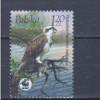 [2329] Польша 2003. Фауна.Птицы.Скопа. Гашеная марка 2.