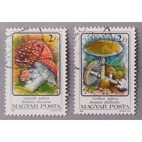 Ядовитые грибы, 1986, Венгрия