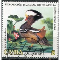 Куба. Фауна. Птицы