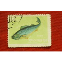 КНДР. Рыбы. ( 1 марка ) 1962 года. 5-4.