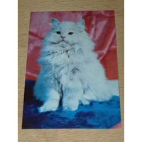 Календарик 1989 Кошки. Коты