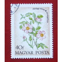 Венгрия. Цветы. ( 1 марка ) 1973 года. 9-11.