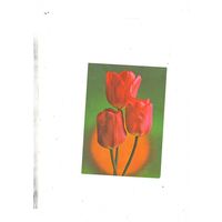 Открытка  тюльпаны Г.Костенко  1975г. МТГ  не подписана