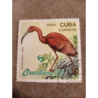 Куба 1989. Птицы. Eudocimus Ruber