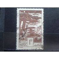 Марокко, 1939, кедровый лес
