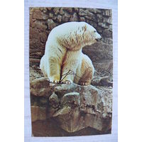 Немнонов Н., Московский зоопарк. Белый медведь; 1969, чистая.