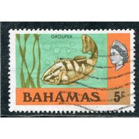 Багамские острова. Бурополосатый окунь