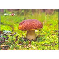 Беларусь 2019 флора грибы боровик