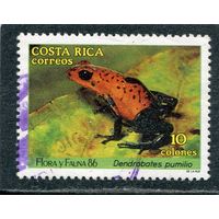 Коста-Рика. Фауна. Лягушка древолаз