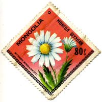 Марка МНР 1979 г. (по каталогу Mi:MN #1213), негаш. Цветы.  Leucanthenum Sibiricum