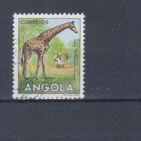 [2464] Португальские колонии. Ангола 1953. Фауна.Жираф. Гашеная концевая марка серии.