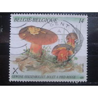 Бельгия 1991 Грибы