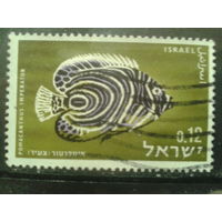 Израиль 1963 Рыба, концевая