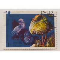 СССР 1975, птицы