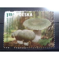 Польша, 2012, Ядовитый гриб, марка из блока