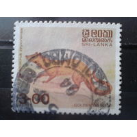 Шри-Ланка 1989 Фауна