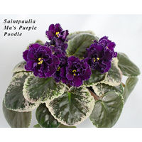 Фиалка Mas Purple Poodle ( свежесрезанный лист)