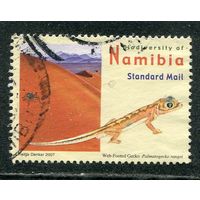 Намибия. Фауна. Намибийский геккон
