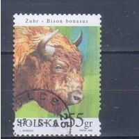 [689] Польша 1996. Фауна.Зубр. Гашеная марка.