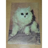 Календарик 1989 Латвия. Кошки. Коты
