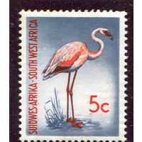 ЮАР. SWA. Карликовый фламинго